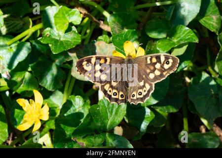 Farfalla di legno puntinato (Pararge aegeria) prendere il sole su un fiore celandino Foto Stock