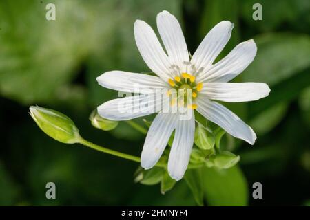 Fiore selvatico di Stellaria (Rabelera hologea) Foto Stock