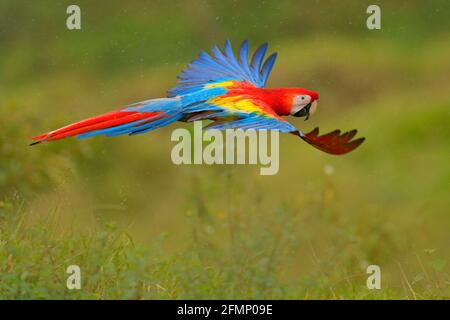 Pappagallo di Macaw che vola in una vegetazione verde scuro con bella luce posteriore e pioggia. Scarlatto Macaw, Ara macao, nella foresta tropicale, Costa Rica. Flora e fauna selvatiche Foto Stock