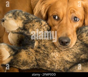 Golden Retriever poggia testa su Brown Stuffed Toy, guarda qualcosa fuori dalla cornice Foto Stock