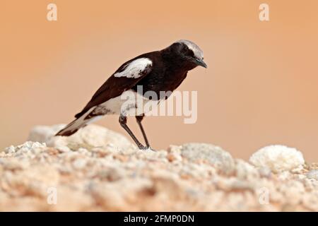 Wheatear di montagna, Myrmecocichla monticola, uccello bianco e nero nel deserto di sabbia in Namibia, uccello di forma scura. Comportamento degli animali in Africa. Vento nel bi Foto Stock