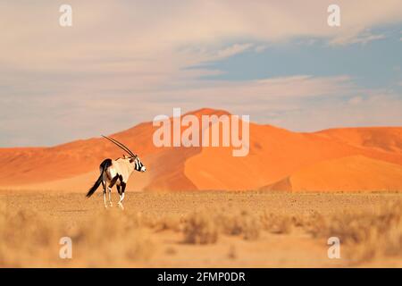 Gemsbok con duna di sabbia arancione tramonto sera. Gemsbuck, Oryx gazella, grande antilope in habitat naturale, Sossusvlei, Namibia. Animali selvatici nel savan Foto Stock