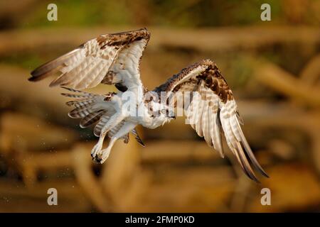 Falco pescatore. Scena d'azione con uccello, habitat naturale d'acqua. Osprey caccia in acqua. Uccello bianco di preda che combatte con i pesci. Foto Stock