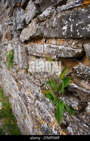 Comune falco cresce tra le pietre su una parete medievale di un castello ruin Hieracium lachenalii Foto Stock