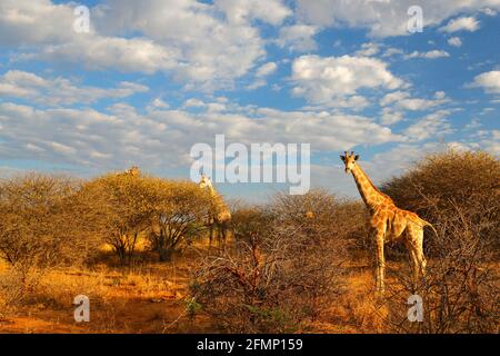 Due giraffe vicino alla foresta, Drakensberg Montagne sullo sfondo . Vegetazione verde con grandi animali. Scena della fauna selvatica dalla natura. Luce da sera T Foto Stock