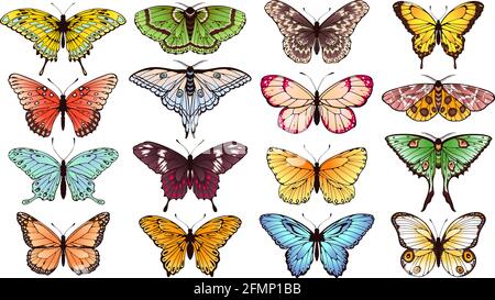 Farfalla. Farfalle primaverili, insetti con ali colorate. Invito al matrimonio decorazione elegante, elementi esotici estivi insieme vettoriale isolato. Belle creature volanti multicolore Illustrazione Vettoriale