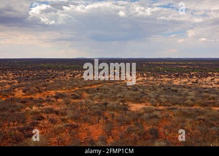 Riserva naturale di Okonjima, savana del deserto nel paesaggio della Namibia. Foresta secca con nubi grigie tempesta in Africa. Viaggiare nella natura della Namibia. Alberi in OK Foto Stock