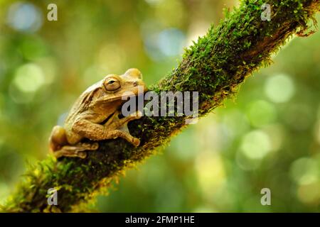 Anfibi nell'habitat tropicale della foresta. Rana nella natura gren. Smilisca mascherato, Phaeota di Smilisca, rana verde tropicale esotica dal Costa Rica, vicino- Foto Stock