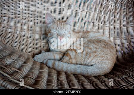 Gatto a 'evita se Perron' nella piccola città di Darling nella regione Swartland della provincia del Capo Occidentale del Sud Africa. Foto Stock
