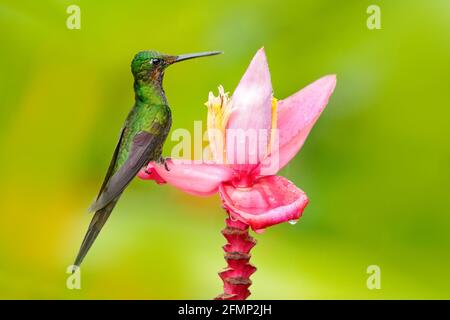 Uccello con fiore nella giungla tropicale. Imperatrice brillante, Eliodoxa imperatrice, bella colibrì nell'habitat naturale. Uccello verde con coda lunga fra Foto Stock