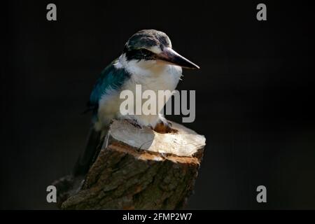 Kingfisher colato, Tdiramphus chloris, uccello africano. Particolare di esotico uccello africano seduto sul ramo nel verde habitat naturale, New Guine Foto Stock