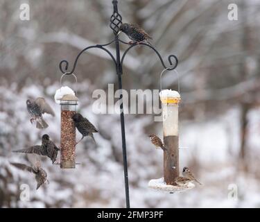 Passeri di alberi (Passer Montanus) Guarda come un piccolo gruppo di Starlings (Sturnus vulgaris) Provare a RAID un alimentatore di uccelli di arachidi Foto Stock
