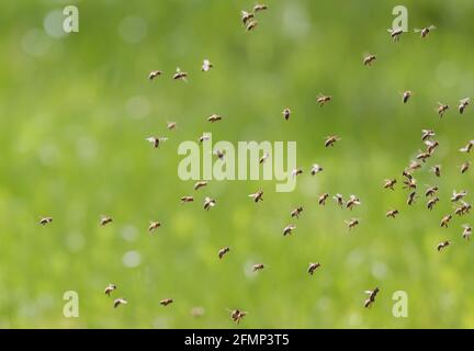 Sciame di api in volo in una bella giornata di sole Foto Stock
