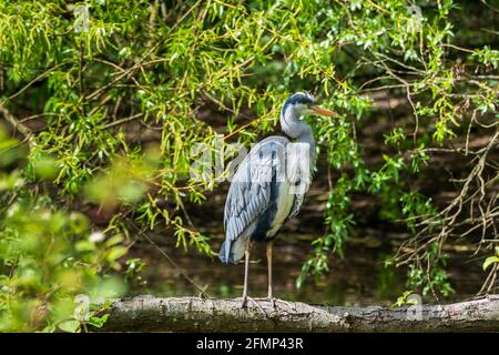 Gray Heron poggiato su un ramo caduto Foto Stock