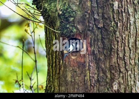 Grande picchio macchiato lasciando il suo nido in albero. Grande picchio macchiato da nesthole in albero. Foto Stock