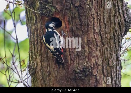 Grande picchio macchiato da nesthole in albero. Foto Stock