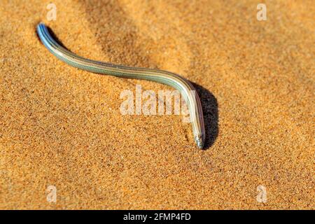 Pista di burrowing di Fitzsimmons, Typlacontias brevipes, su dune di sabbia, Swakopmund, Parco Nazionale di Dorob, Namibia. Animale del deserto nell'habitat, sabbia arancione