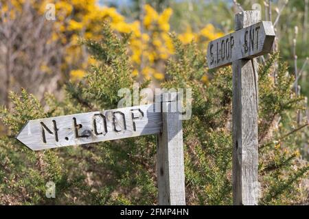 Cartelli in legno sul sentiero comunitario che attraversa il Bosco di Bogindhu, Midmar, sullo sfondo di Gorse (Ulex Europaeus) in primavera sole Foto Stock