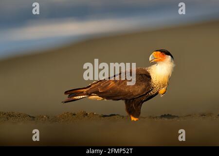 Caracara, seduto sul tronco dell'albero, Corcovado NP, Costa Rica. Caracara plancus meridionale, in verde erba vegetazione. Uccello di preda dal Brasile. Wildlif Foto Stock