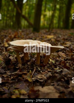 Un piccolo grumo di toadstools emerge dalla cucciolata autunnale delle foglie di un pavimento di foresta, con alberi e fogliame dietro. Foto Stock