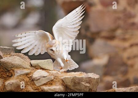 Gufo, Tyto alba, con belle ali, atterraggio su muro di pietra, uccello leggero che vola nel vecchio castello, animale nell'habitat urbano. Scena della fauna selvatica dalla natura. Foto Stock
