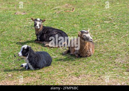 diverse pecore in un prato nel cortile di un concetto di fattoria, agricoltura e agricoltura Foto Stock