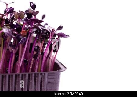 Micrograni di rafano viola per 6 giorni su sfondo bianco. Germinazione dei semi a casa. Concetto di cibo vegano e sano. Germogli di rafano ottenuti da Foto Stock