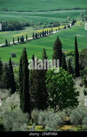 Colline ondulate, cipressi e strade bianche in Toscana, in un giorno di primavera Foto Stock