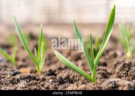 Germogli verdi di aglio crescono in un letto da giardino. Aglio invernale sul terreno coperto di pacciame Foto Stock