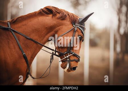 Ritratto di un cavallo strel con una briglia sulla sua museruola e una creme tagliata, galoppando in un giorno nuvoloso d'autunno. Sport equestri. Foto Stock