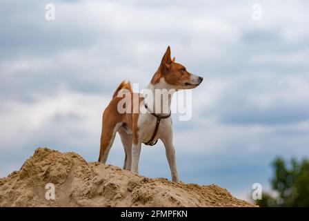 Cane Basenji in piedi su un mucchio di sabbia e guardare in distanza Foto Stock
