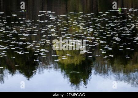 Emergente Lily pads di spatterdock in primavera su un piccolo stagno nel Delaware Water Gap National Recreatioin Area, Pennsylvania Foto Stock