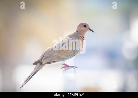 Bellissimo piccione seduto su una recinzione. Foto Stock