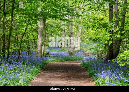 Un percorso attraverso un bosco di bluebell con un'abbondanza di fiori che crescono Foto Stock