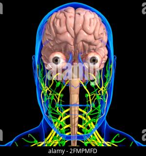 Anatomia cerebrale umana per l'illustrazione 3D del concetto medico Foto Stock
