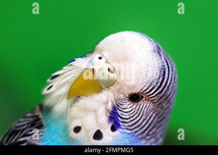 blue budgerigar o comune parakeet o, primo piano del viso, uccello animale domestico Foto Stock