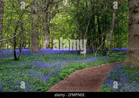 Un percorso attraverso un bosco di bluebell con un'abbondanza di fiori che crescono Foto Stock
