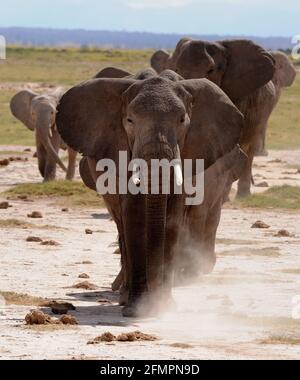 Kenya Africa Amboseli parco Elefanti Foto Stock