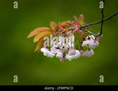 Beautiful Cherry Blossom (Prunus specie) fotografato su uno sfondo verde fuori fuoco Foto Stock