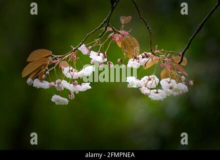 Beautiful Cherry Blossom (Prunus specie) fotografato su uno sfondo verde fuori fuoco Foto Stock