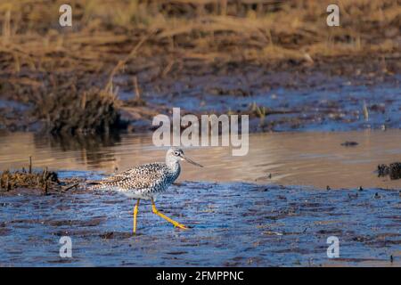 Fotografato questi grandi sandpipers giallo gamba mentre fotografava per una fiducia di terra nella mia zona nel centro di Door County Wisconsin vicino a Sturgeon Bay. Foto Stock