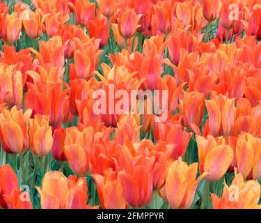 Closeup di molti tulipani rossi arancioni presso i Windmill Island Gardens in Holland, Michigan Foto Stock