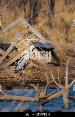 Ha fotografato questo grande Blue Heron mentre faceva qualche fotografia per una fiducia di terra vicino a me in Door County Wisconsin. Foto Stock