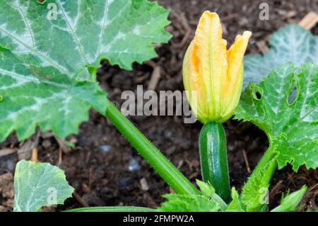 Italia, Lombardia, Fiori di Zucchini, Fiori di Courgette, Fiore di zucca che cresce in campo Foto Stock