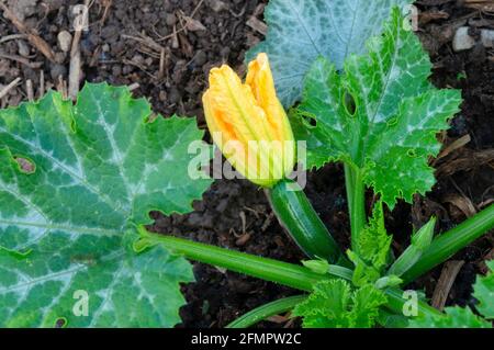 Italia, Lombardia, Fiori di Zucchini, Fiori di Courgette, Fiore di zucca che cresce in campo Foto Stock