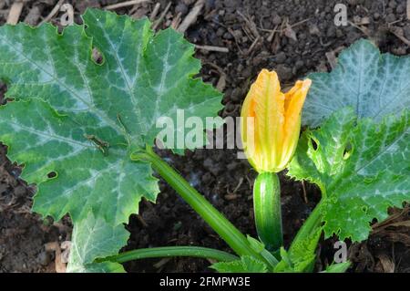 Italia, Lombardia, Fiori di Zucchini, Fiori di Courgette, Fiore di zucca che cresce in campo Foto Stock