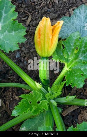 Italia, Lombardia, Fiori di Zucchini, Fiori di Courgette, Fiore di zucca che cresce in campo Foto Stock