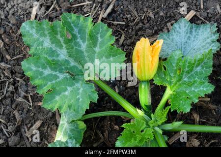 Italia, Lombardia, Fiori di Zucchini, Fiori di Courgette, Fiore di zucca che cresce in campo Foto Stock