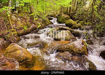 La cascata Gertelbach nella valle di Bühler, Foresta Nera settentrionale. Baden-Wuerttemberg, Germania, Europa Foto Stock