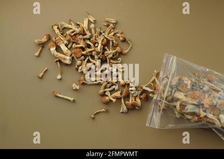 Funghi Psilocibin Psilocibe Cubensis in sacchetto di plastica su fondo marrone morbido. Maestro d'oro dei funghi magici psichedelici. Vista dall'alto, disposizione piatta. MICR Foto Stock